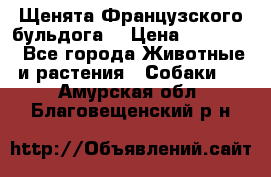 Щенята Французского бульдога. › Цена ­ 45 000 - Все города Животные и растения » Собаки   . Амурская обл.,Благовещенский р-н